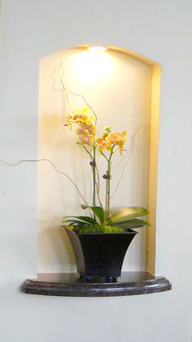 Plant in Alcove